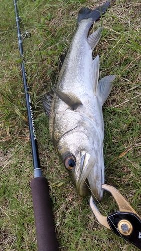 釣果