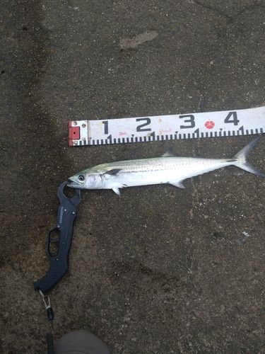 サゴシの釣果