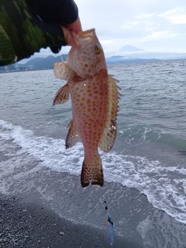 オオモンハタの釣果