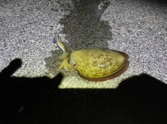 コウイカの釣果