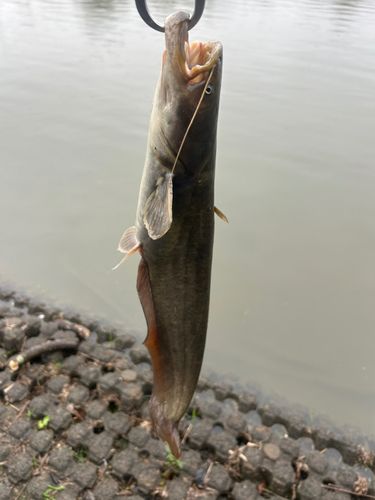 ナマズの釣果
