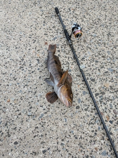 アイナメの釣果