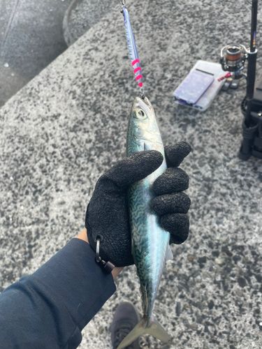 サバの釣果