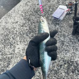 サバ