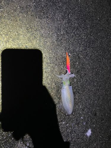菅浜漁港