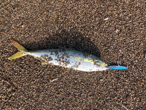 ワカシの釣果