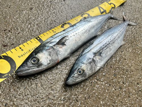サゴシの釣果