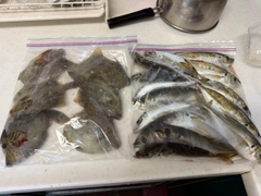 カワハギの釣果