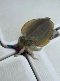 モンゴウイカの釣果