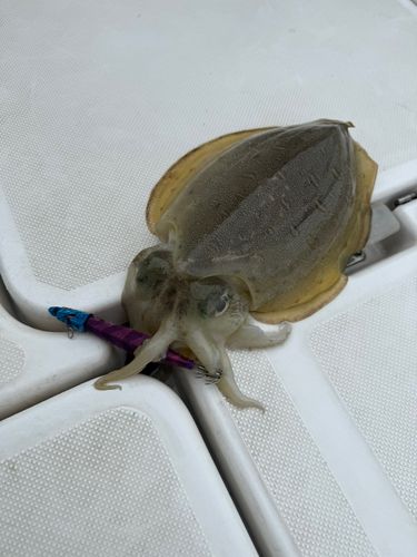 浦賀沖