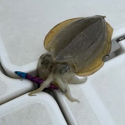 モンゴウイカ