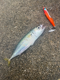 サバの釣果