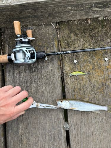 釣果