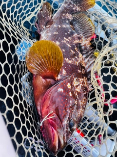 キジハタの釣果