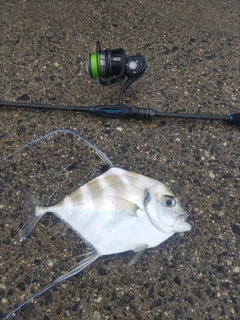 イトヒキアジの釣果