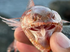 ミナミアカエソの釣果