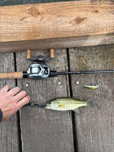 釣果