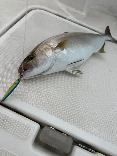 カンパチの釣果