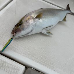 カンパチ