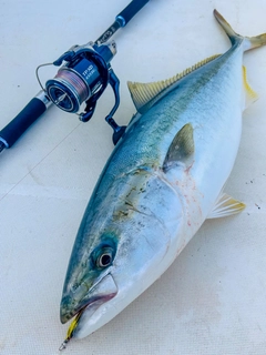 ハマチの釣果