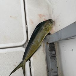 シイラ
