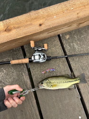 釣果