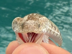 マダラエソの釣果