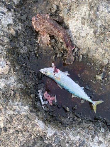 サバの釣果