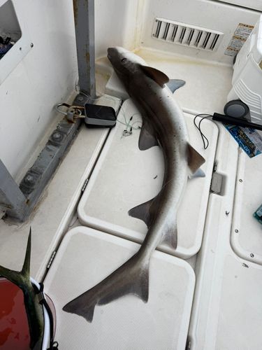 サメの釣果