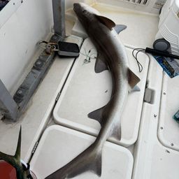 サメ