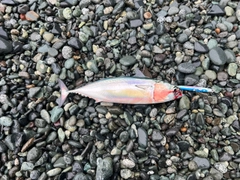 ソウダガツオの釣果
