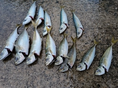 アジの釣果