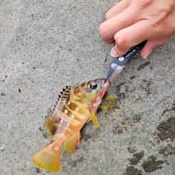 アカハタ