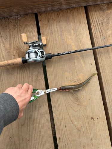釣果