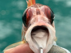 アヤメエビスの釣果