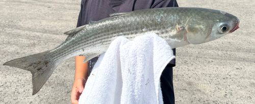 ボラの釣果