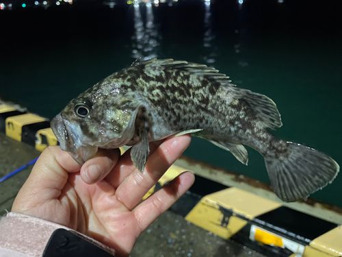 クロソイの釣果