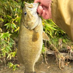 スモールマウスバス