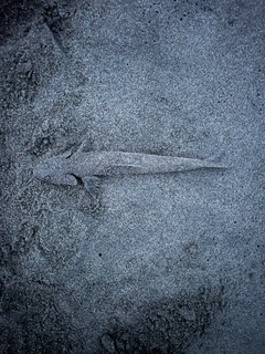 エソの釣果