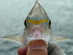 ヒトスジタマガシラの釣果