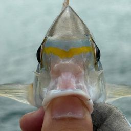 ヒトスジタマガシラ