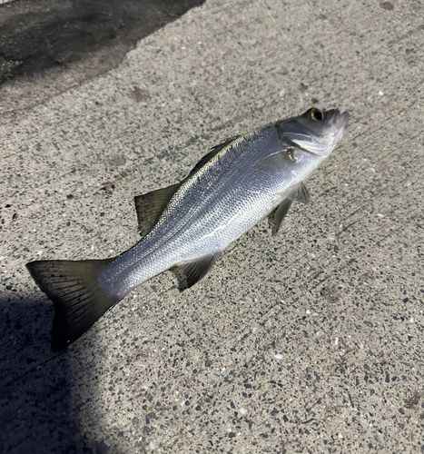 セイゴ(ヒラスズキ)の釣果