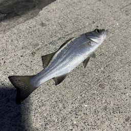 セイゴ（ヒラスズキ）