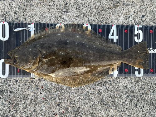 ヒラメの釣果