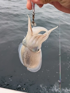 シリヤケイカの釣果
