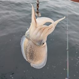 シリヤケイカ