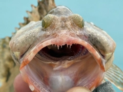 アカマダラハタの釣果