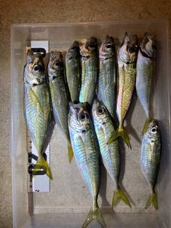 アジの釣果