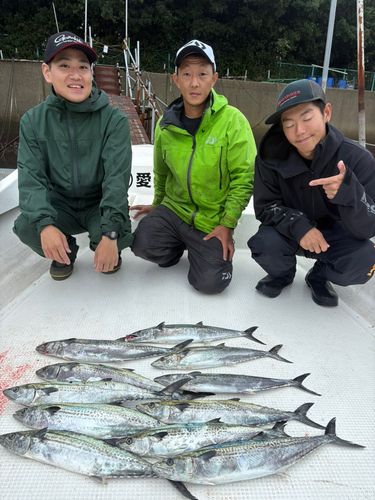サワラの釣果