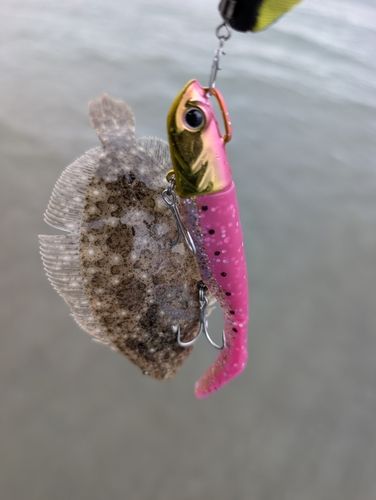 ソゲの釣果